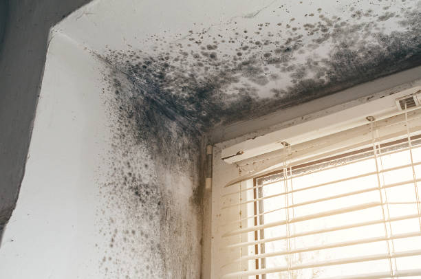 Affordable Basement Mold Removal solutions in La Grange Park, IL