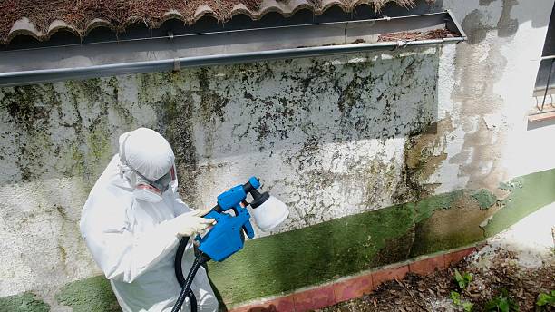 Trusted Commercial Mold Remediation service in La Grange Park, IL - Cheap Mold Removal